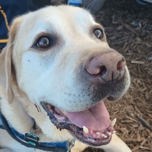 Dashwood McCall-Jennings